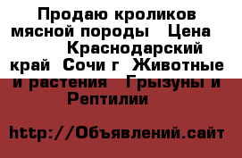 Продаю кроликов мясной породы › Цена ­ 300 - Краснодарский край, Сочи г. Животные и растения » Грызуны и Рептилии   